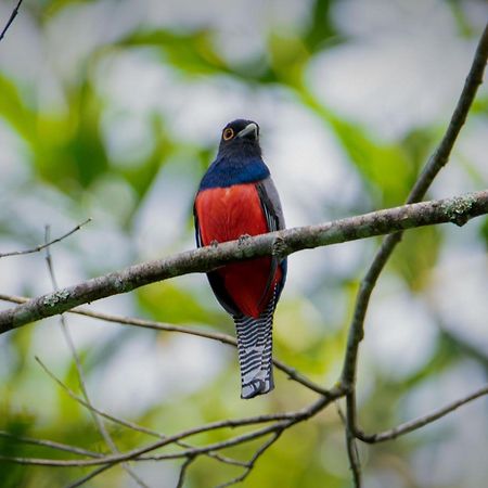 Shimiyacu Amazon Lodge タラポト エクステリア 写真
