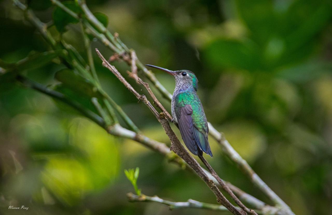 Shimiyacu Amazon Lodge タラポト エクステリア 写真